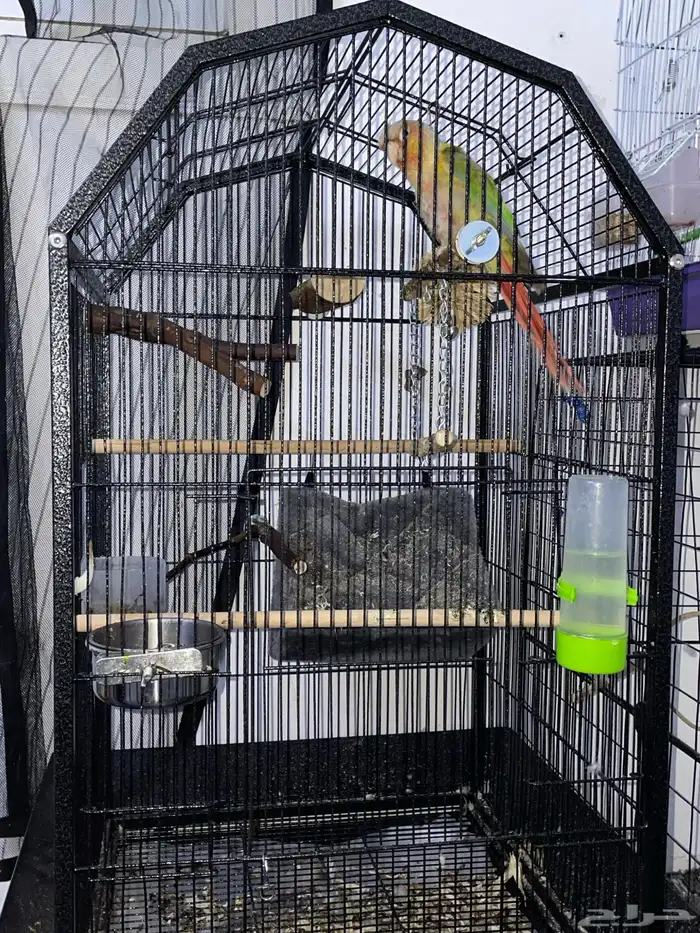 كنيور اناناس 0