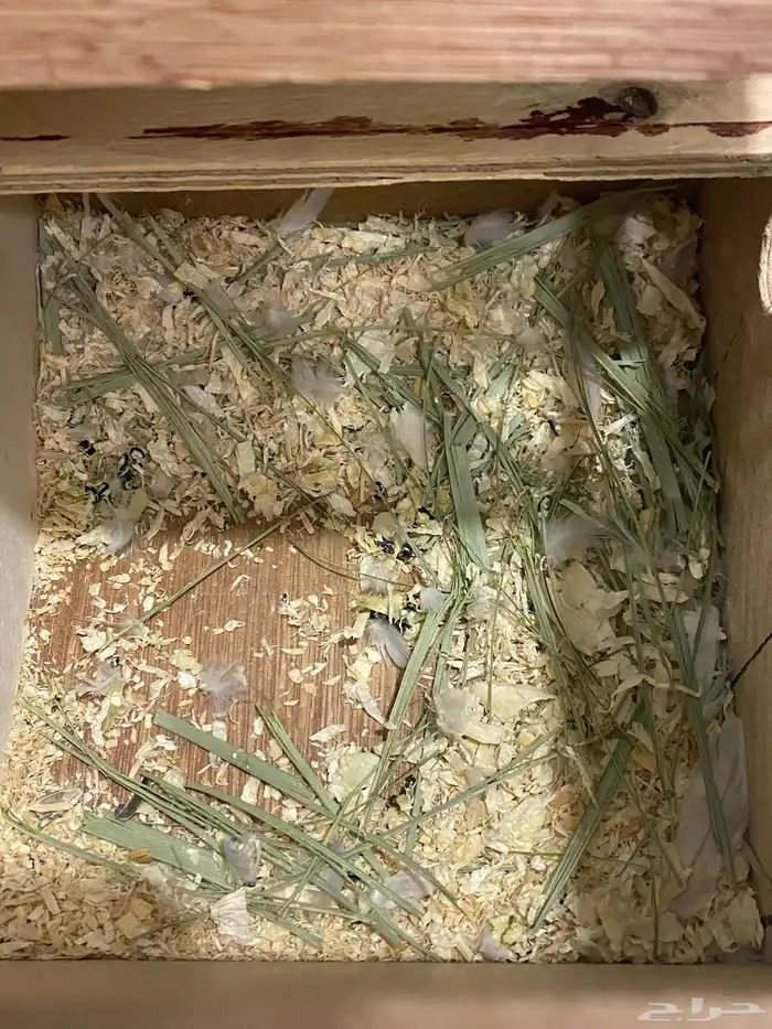 للبيع زوج روز اوبلاين منتج 3