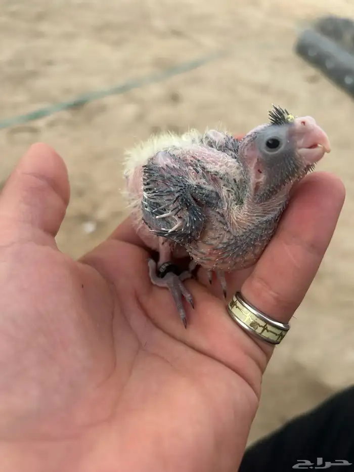 طيور كوكتيل كروان 5