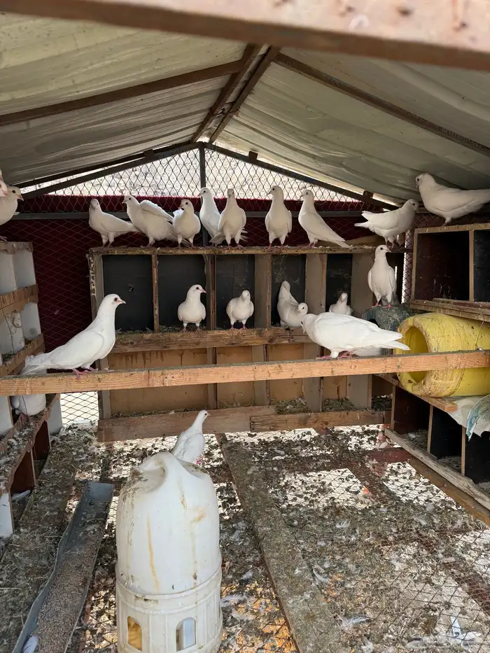 حمام فرنسي 0