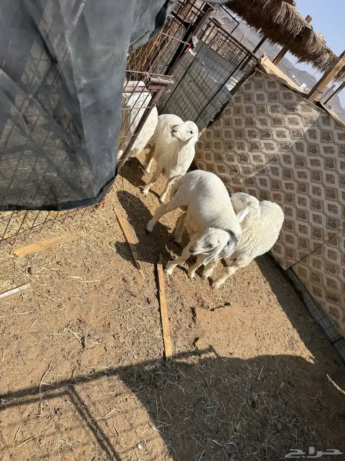 طليان. والتيوس ذبايح. 13