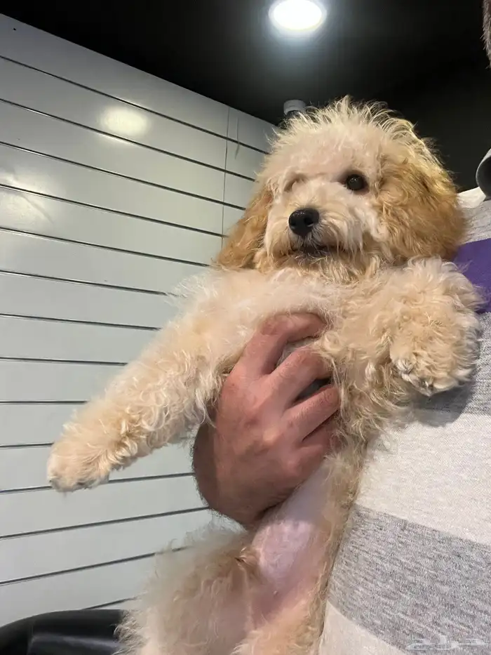 للبيع كلب جرو بودل مالتيبو مدرب و مطعم 4