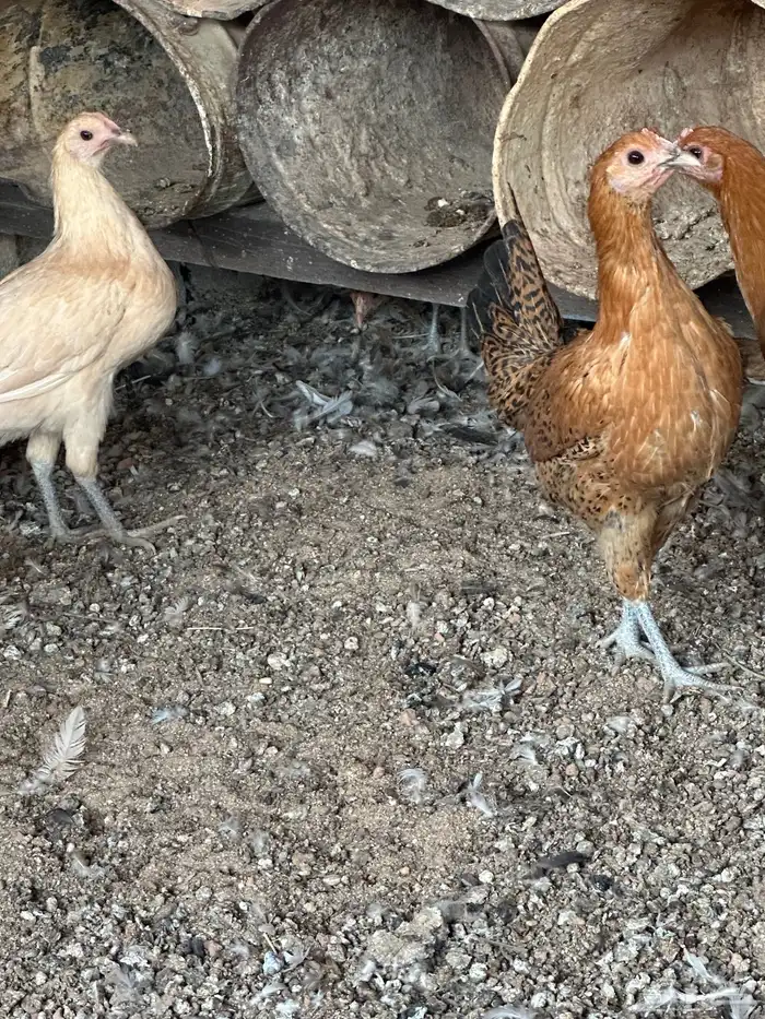 دجاج فيومي اورنج 0