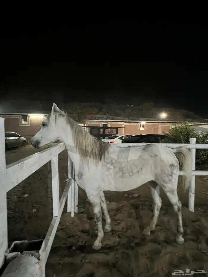 الخيل العربي الاصيل جزيري 0