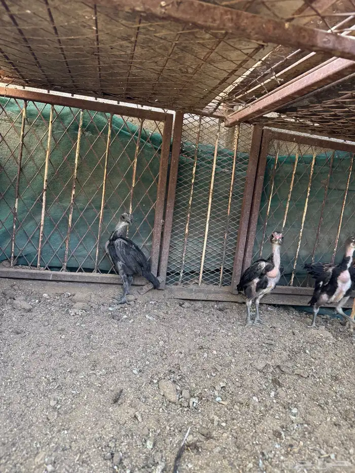 دجاج سندي دجاج تيلندي 4