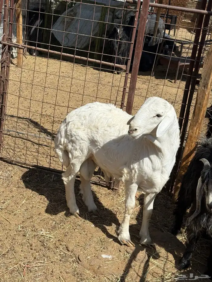 طليان. والتيوس ذبايح. 0