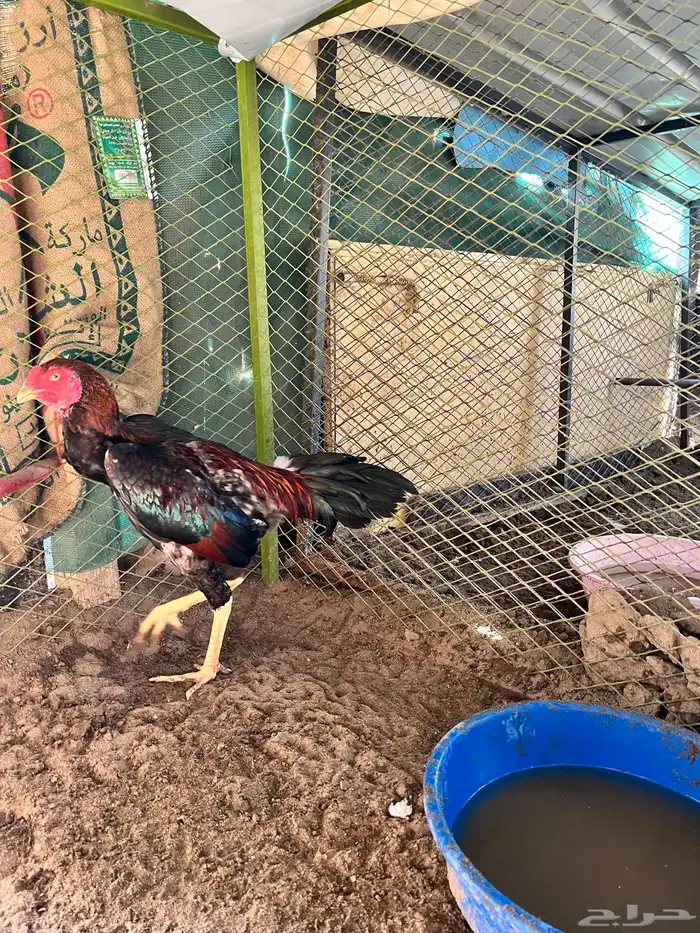 ديك برازيلي انتاج مستورد 1