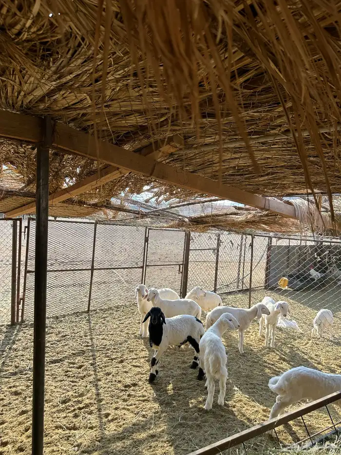 طليان تربيه 1