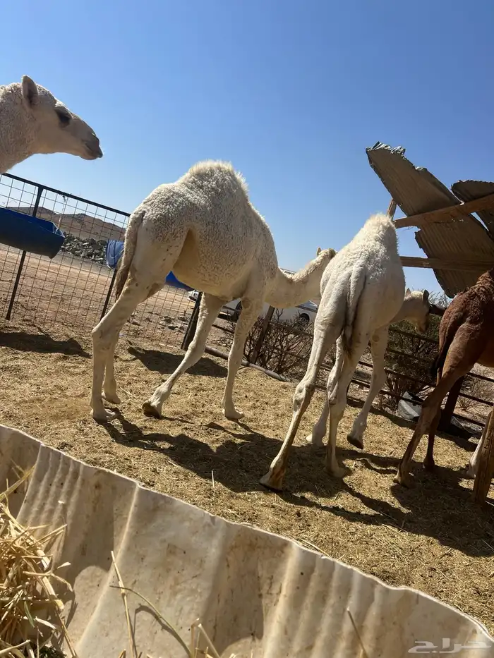 قعدان طيبة للذبح 1