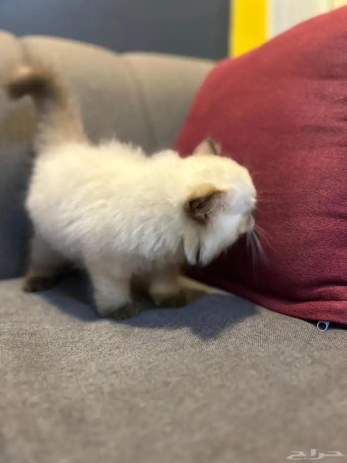 قطوتين للبيع 19