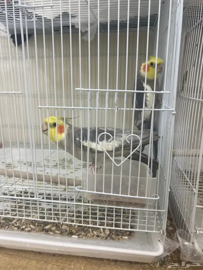 عدد 14 طير كروان للبيع جميع مع اقفاصهم و اكلهم و البياضات 1