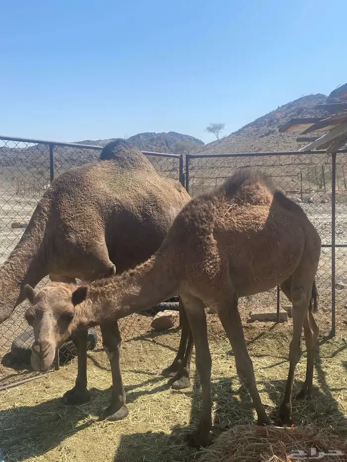 اعرض لكم ناقه خلفه تحتها بكره البكره عازلها عن امها مطوله 3