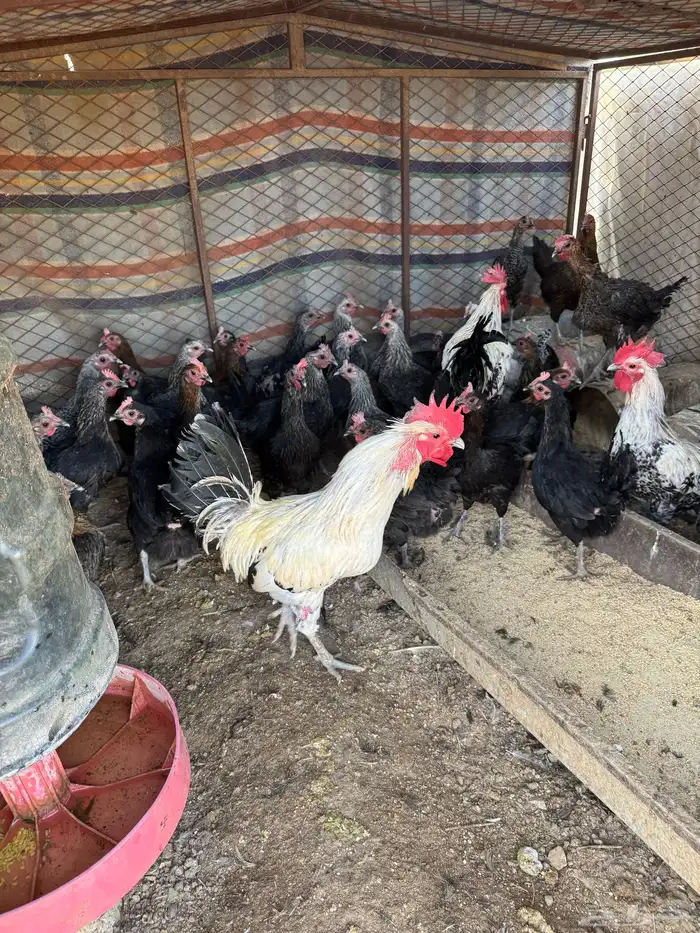 دجاج للبيع 73 حبه 1