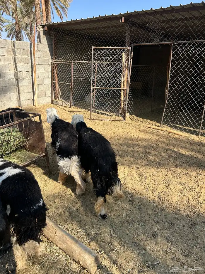 6 خرفان طيبات جذعات 4