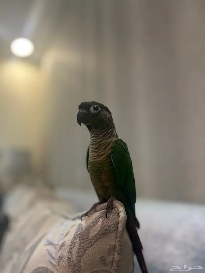 كنيور قرين شيك اليف و هدد 0