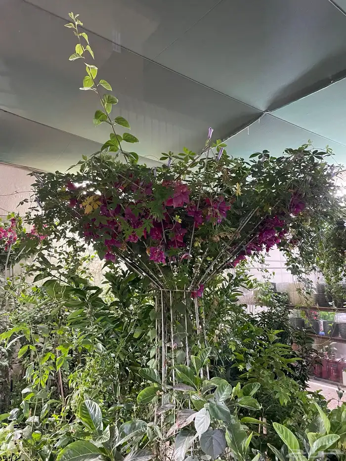 ستاندات للجهنمية و المتسلقات 2