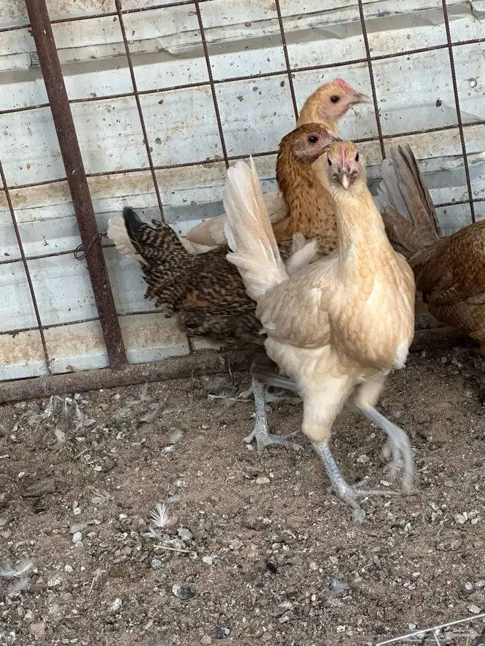 دجاج فيومي اورنج 8