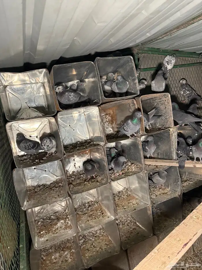 حمام خضاري سوادي 1