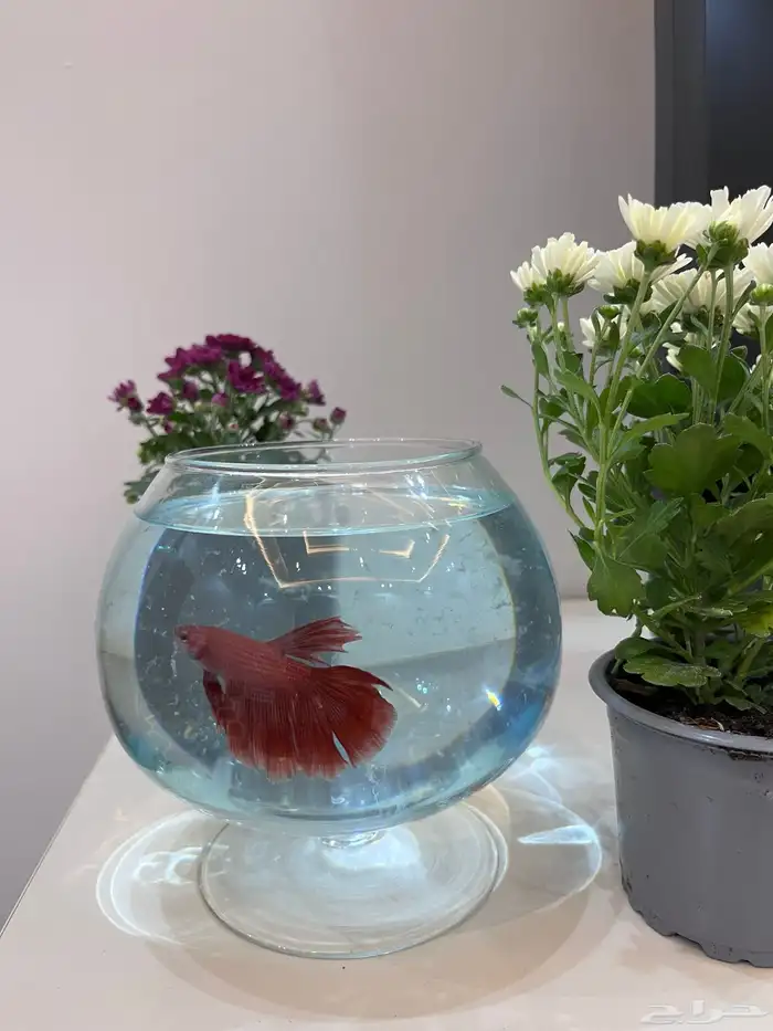 سمك الفايتر 0