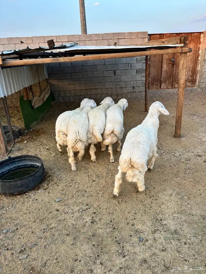 ذبائح الأكحل 4