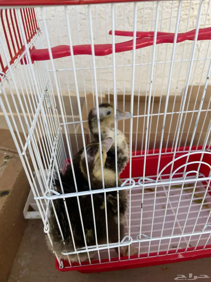 للبيع بط سليم مابه شي على السوم 1