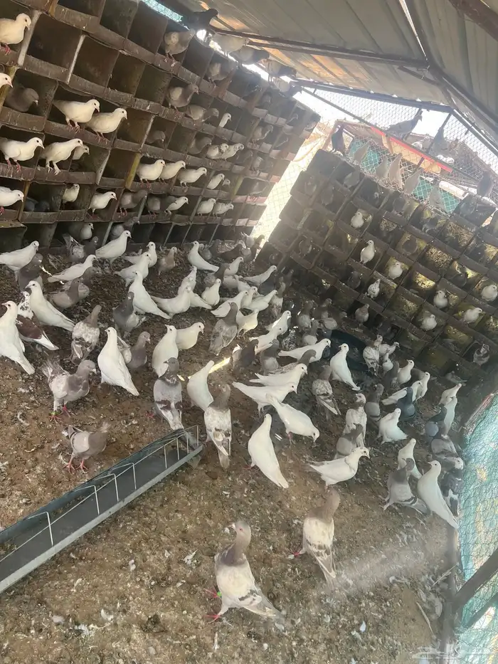 حمام فرنسي للبيع 1