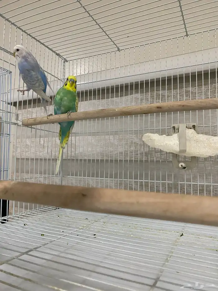 طيور روز وبادجي 2