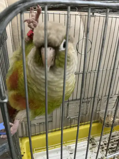 كنيور أناناس index