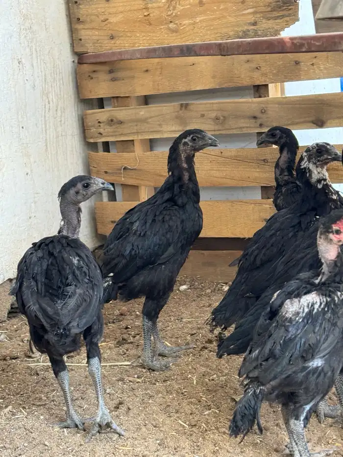 دجاج سندي دجاج تيلندي 1