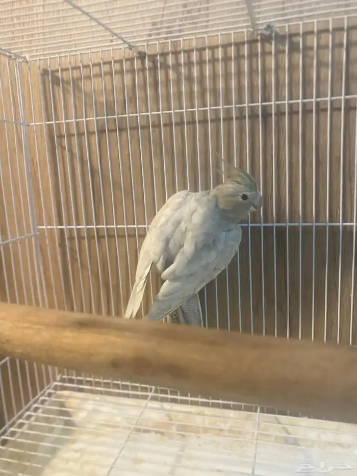 اندر طفره في الكروان انثى اميرالد 5