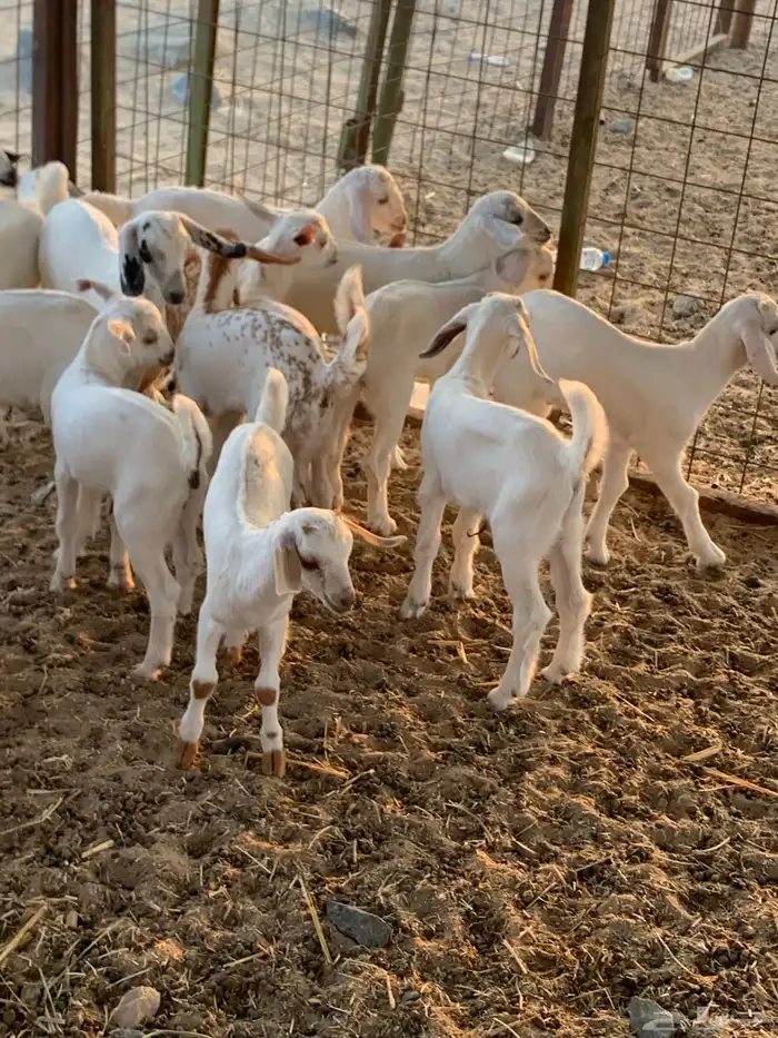 للبيع معزا بيشيات مواليد( تم البيع 8