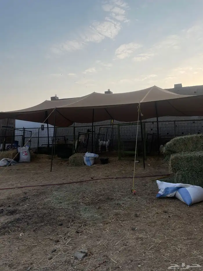 شبوك اغنام جاهزه للايجار شمال جده على طريق عسفان 0