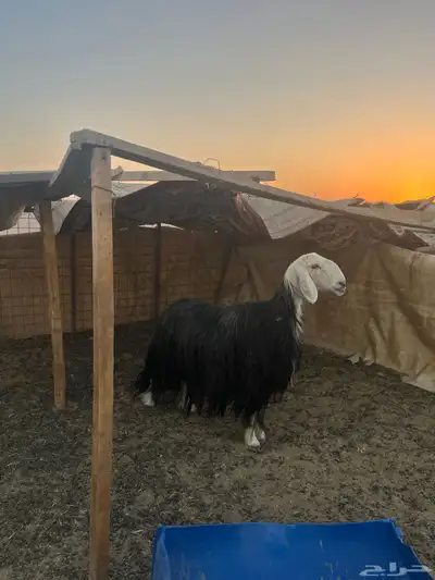 شاه حايل index