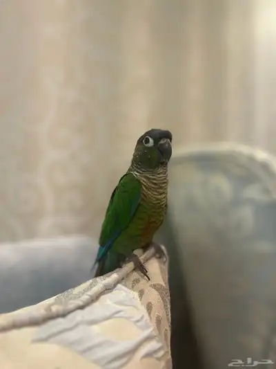 كنيور قرين شيك اليف و هدد index