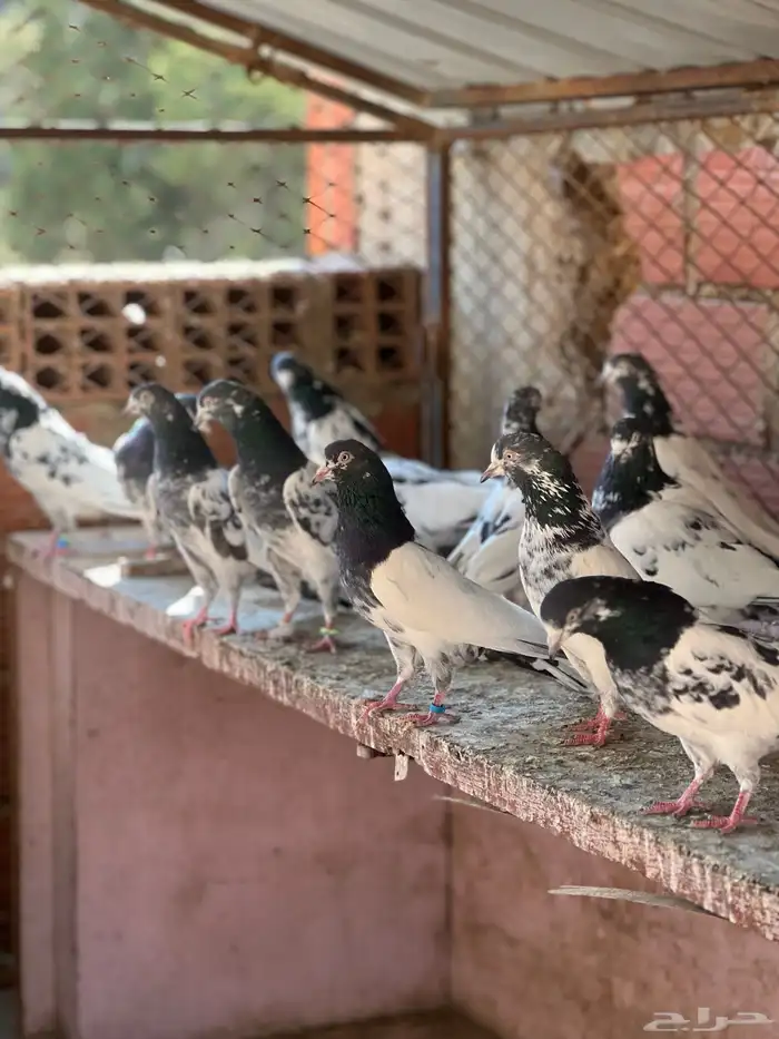 حمام بكستاني تيدي(تم البيع ) 5