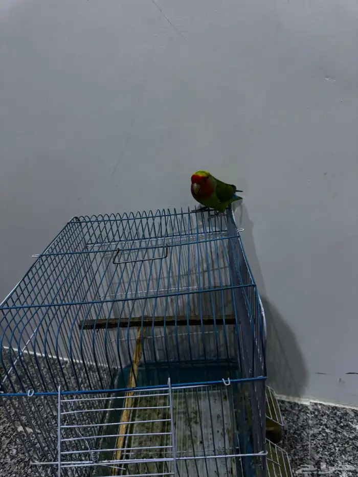 طير روز عمر8شهور على كلاام رعيه اول طير مشروط الجنس مجهول 4