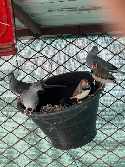 طيور مشكله للبيع index