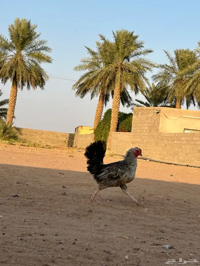 السلام عليكم دجاج بلدي للبيع 15
