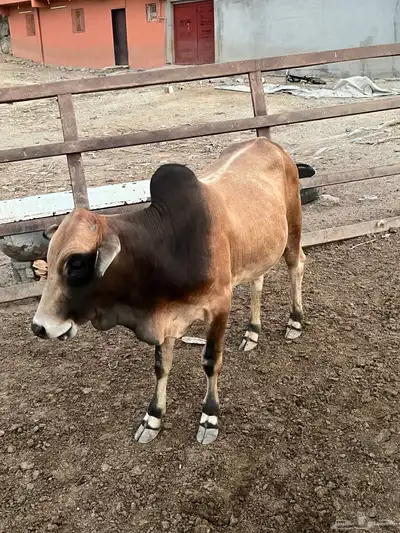 حسلان بلدي للبيع index