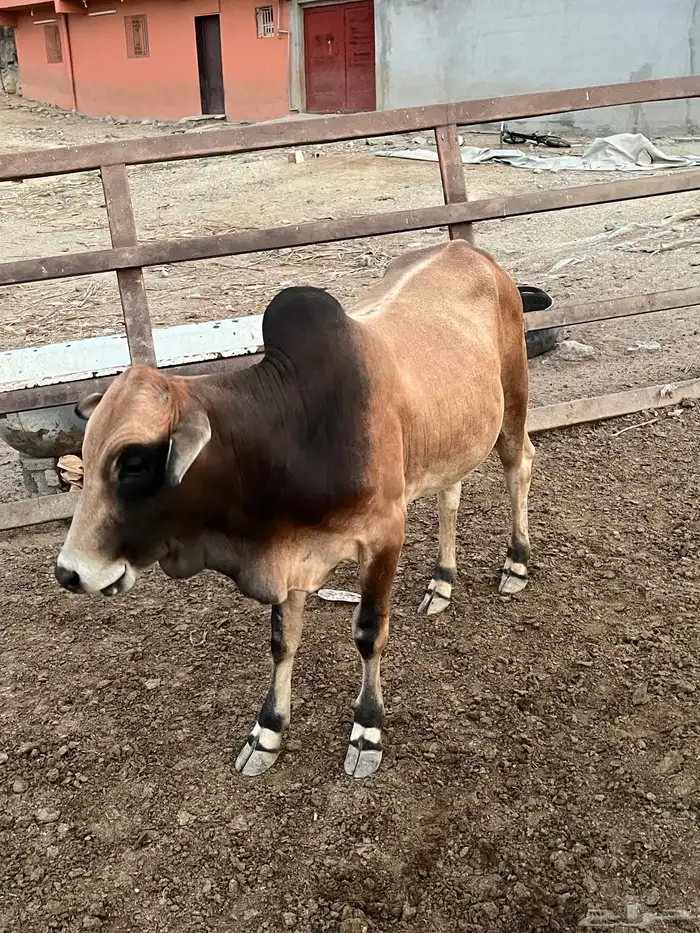 حسلان بلدي للبيع 1