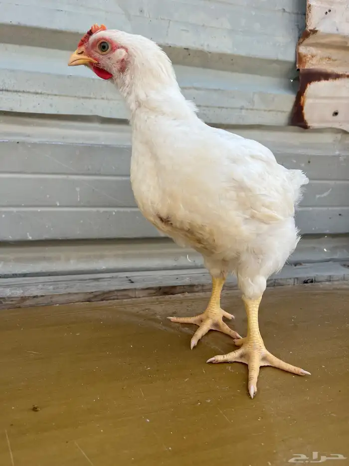 دجاج لاحم سعر ممتاز وحجم ممتاز 0