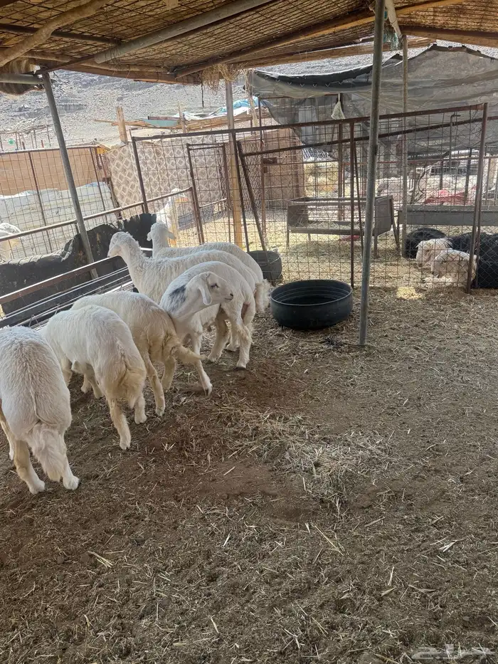 طليان. والتيوس ذبايح. 36