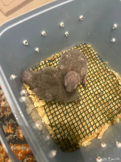 فروخ قرين شيك index