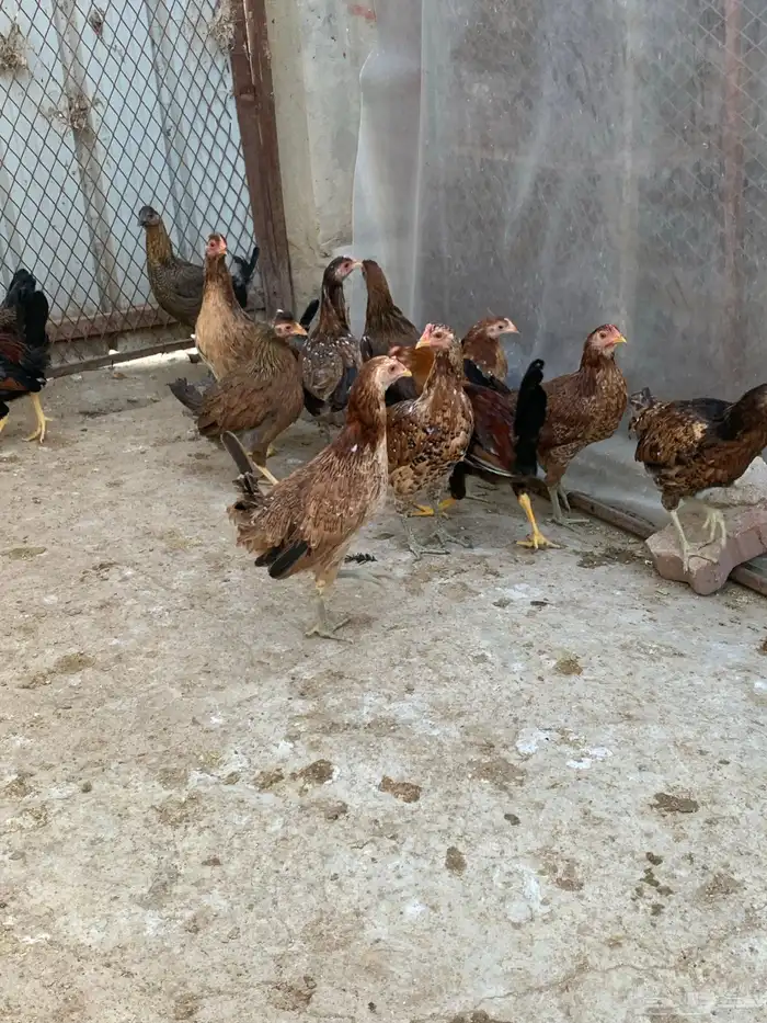 دجاج بلدي اصيل فري وماكنتوش( تم البيع. ) 7