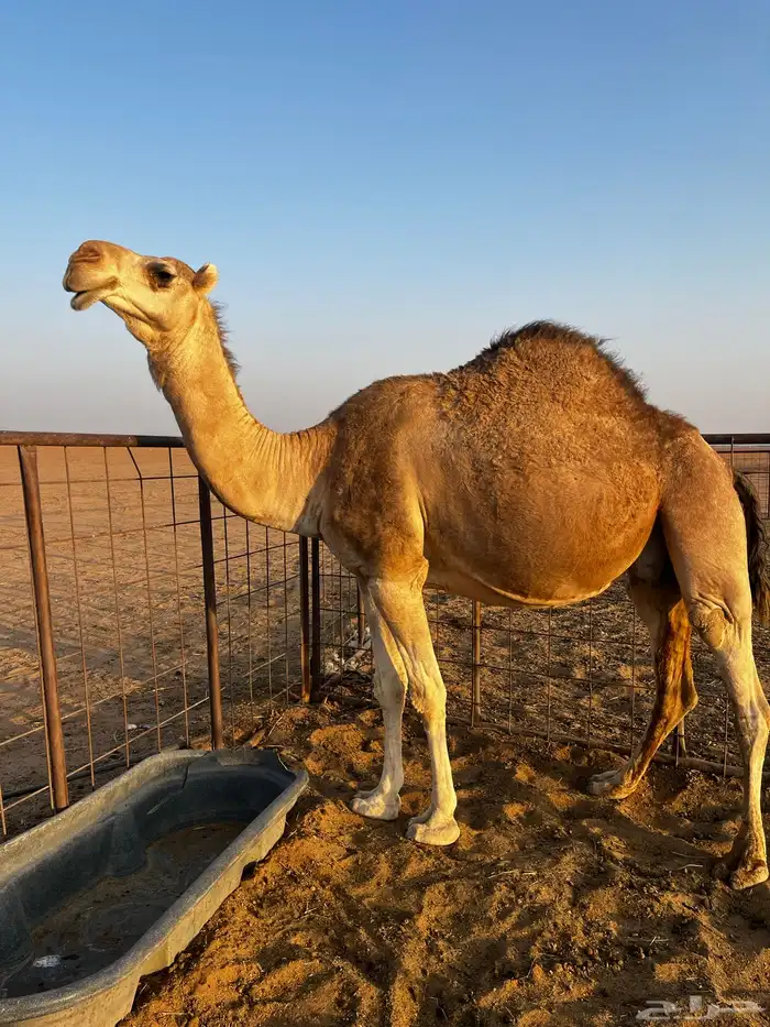 لقحه مهي بعير وتلد 1