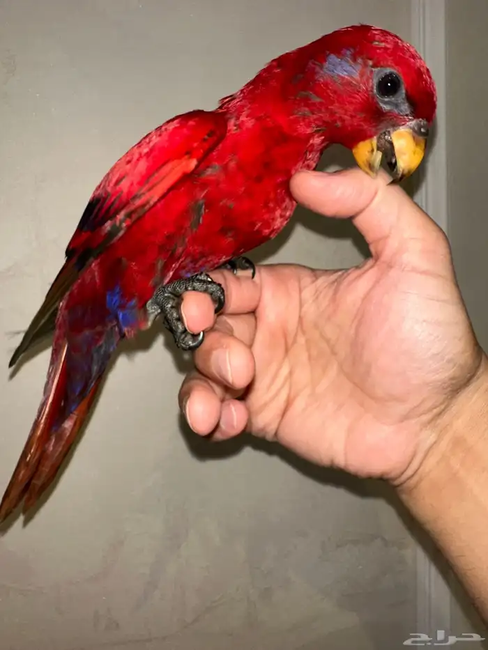 لوري رد صافي هدد مجنون بداية كلام 0