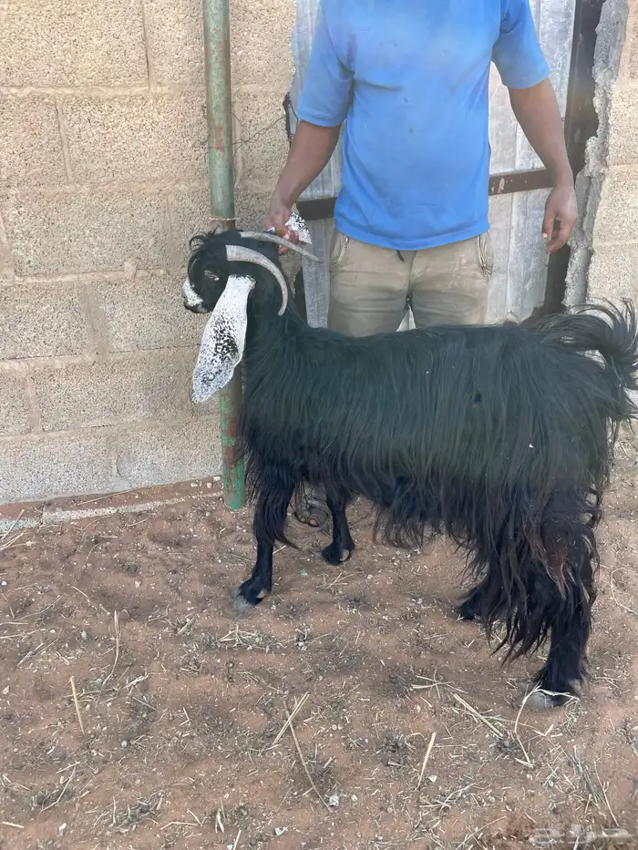 معزاء عوارض 20