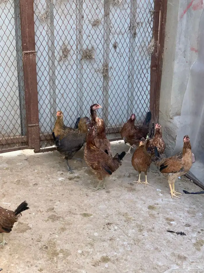 دجاج بلدي اصيل فري وماكنتوش( تم البيع. ) 5