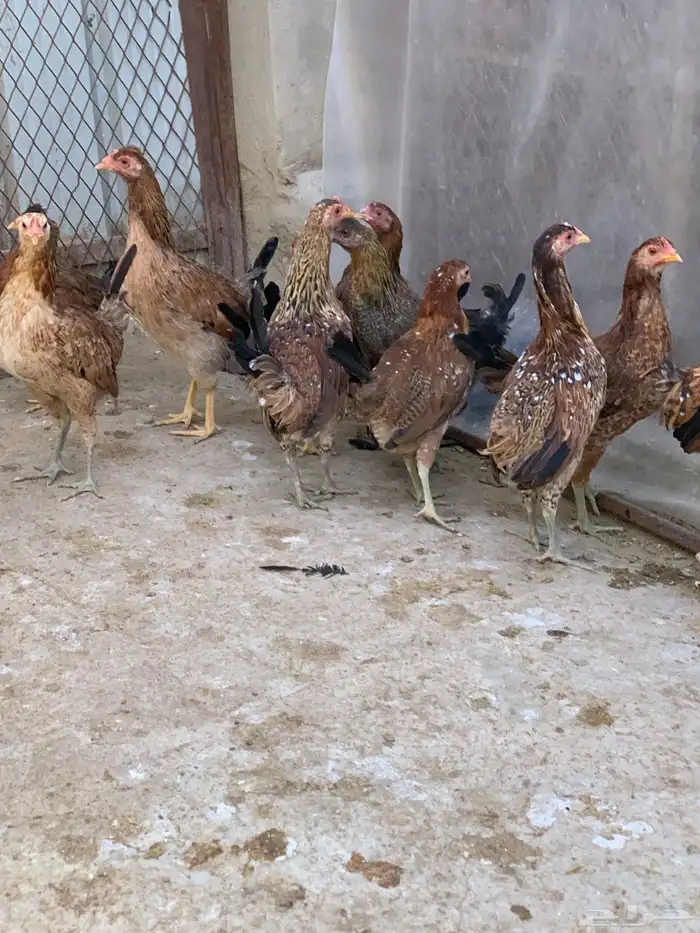 دجاج بلدي اصيل فري وماكنتوش( تم البيع. ) 2