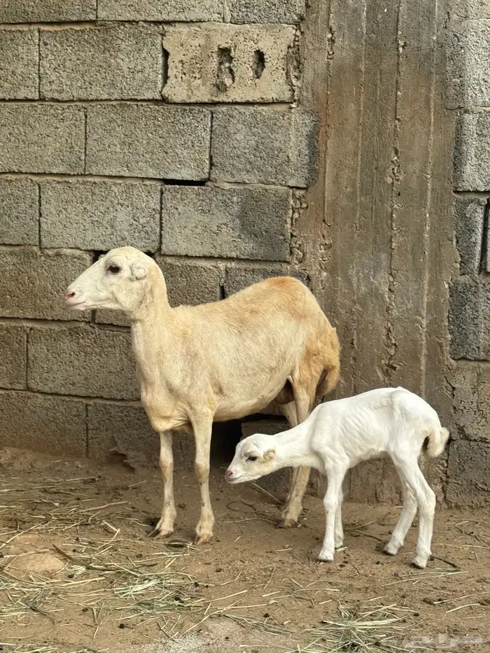 2 ضأن مناتيج 2